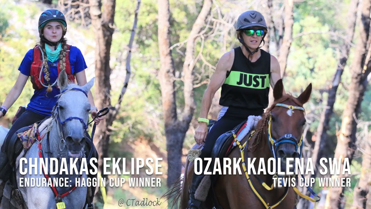 Race-bred Arabians On and Off the Track