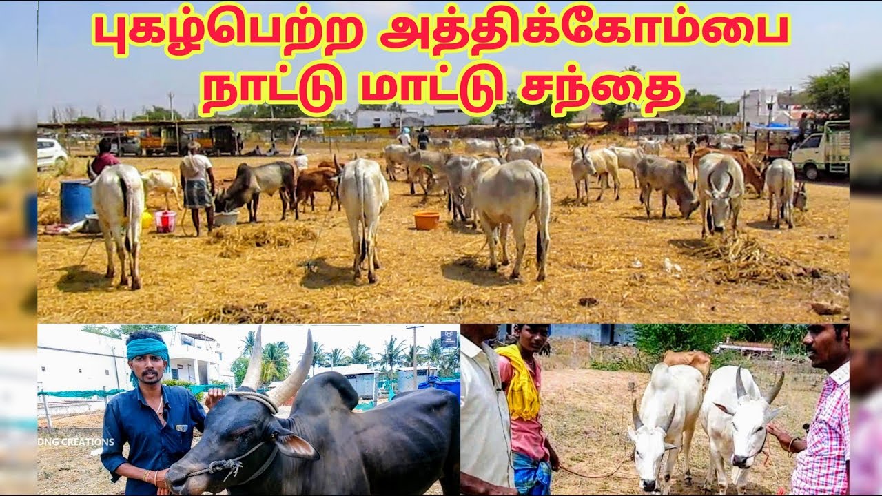 புகழ்பெற்ற அத்திக்கோம்பை நாட்டு மாட்டு சந்தை/Biggest Athikombai kangeyam Nattive Cow Market