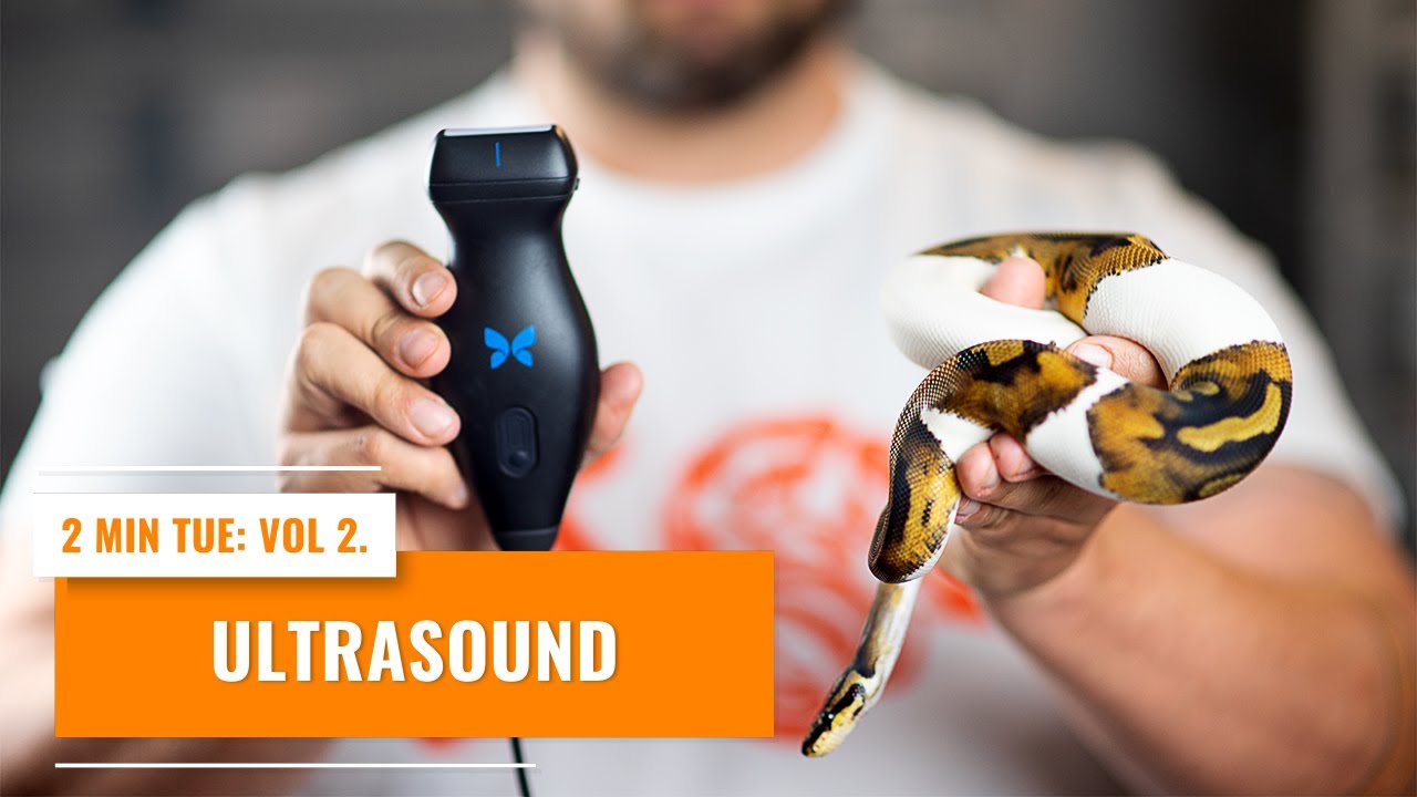 Using Ultrasound on your Ball Pythons and Boas!