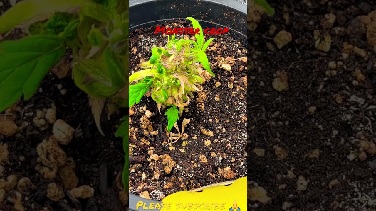 Clone from and plant that was 6 weeks into flower. Monster crop cannabis reveg re veg