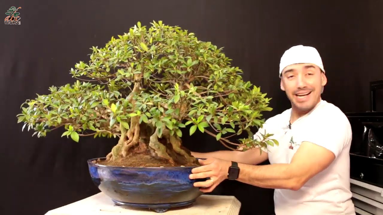 COMO FAZER BONSAI DE AZALÉA - PARTE 8 - ATUALIZAÇÃO AGOSTO 2020