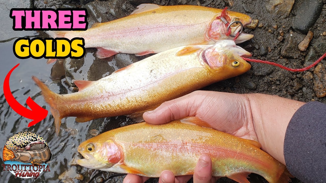 3 PALOMINOS In One Day!! (Maryland Trout Magnet Slayfest)