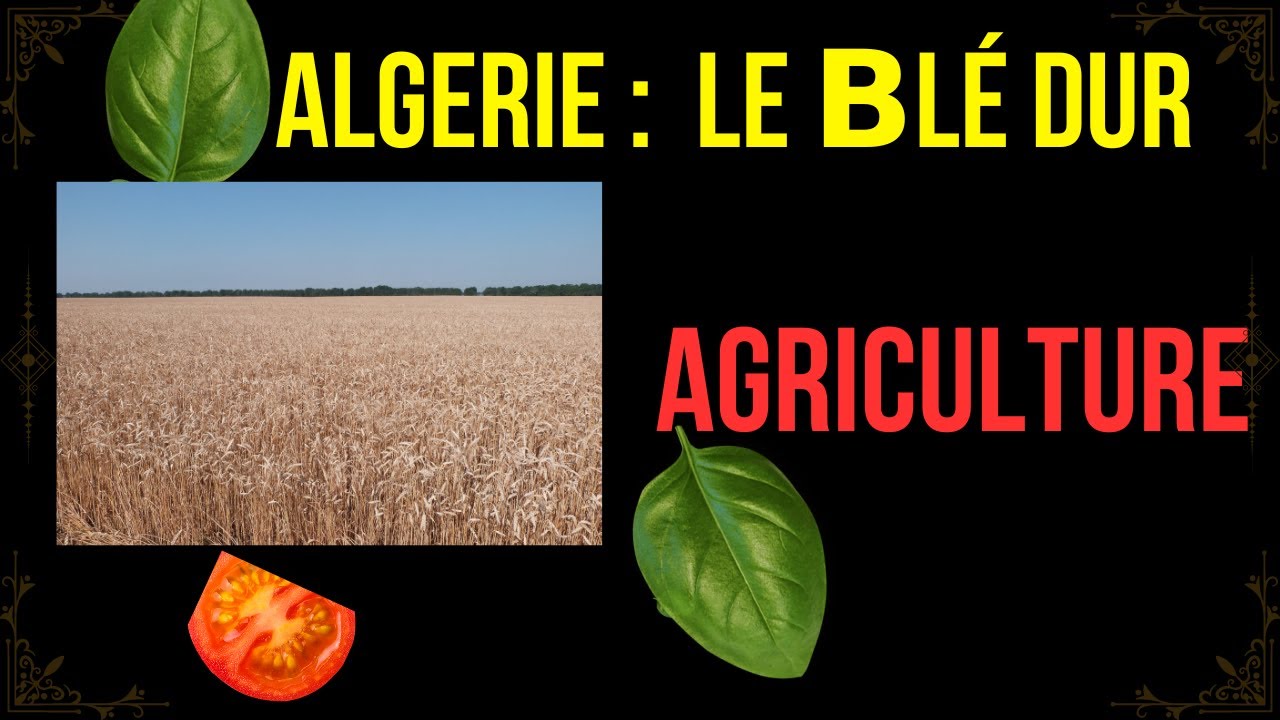 𝗟'𝗲𝗰𝗼𝗻𝗼𝗺𝗶𝗲  #2:  le 𝗕𝗹é 𝗱𝘂𝗿 𝗲𝗻 𝗔𝗹𝗴𝗲𝗿𝗶𝗲  𝗲𝘁 𝗹𝗲 𝗳𝘂𝘁𝘂𝗿𝗲 𝗱𝗲 𝗹'𝗮𝗴𝗿𝗶𝗰𝘂𝗹𝘁𝘂𝗿𝗲