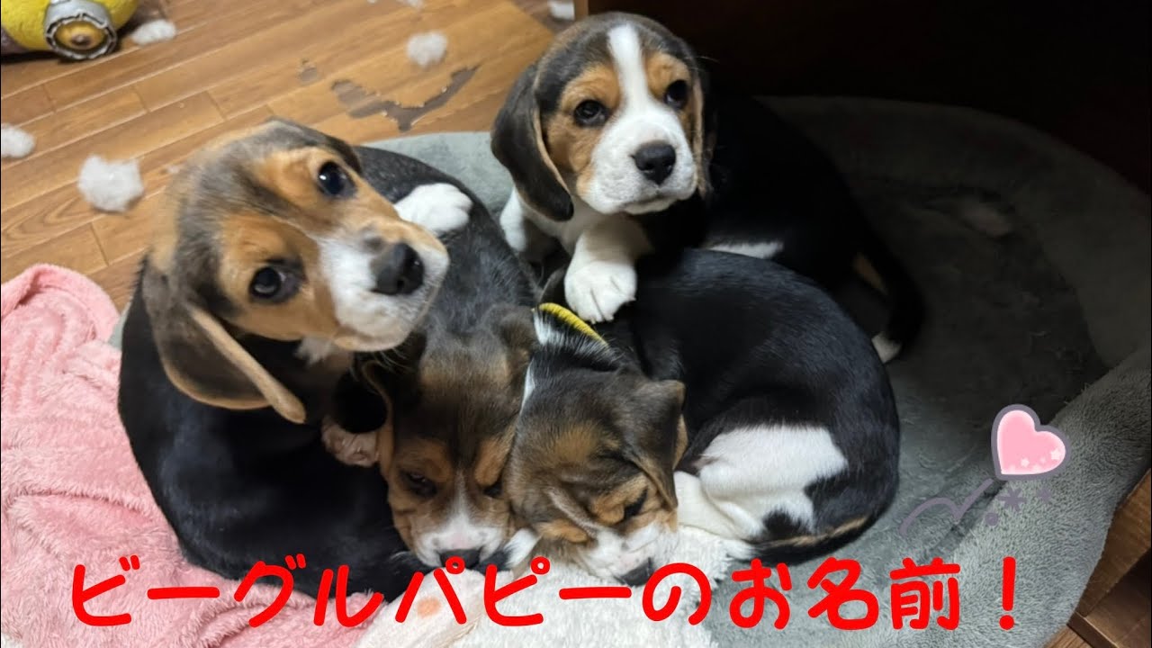 [ビーグル]ビーグルパピーたちの名前が決まりました(マナ)