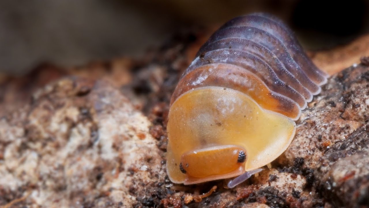Unboxing CUTE Rubber Ducky Isopods - Cubaris
