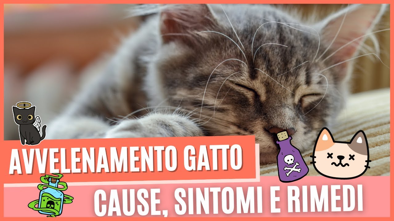 Avvelenamento gatto come capirlo? | Avvelenamento gatto sintomi e cure immediate