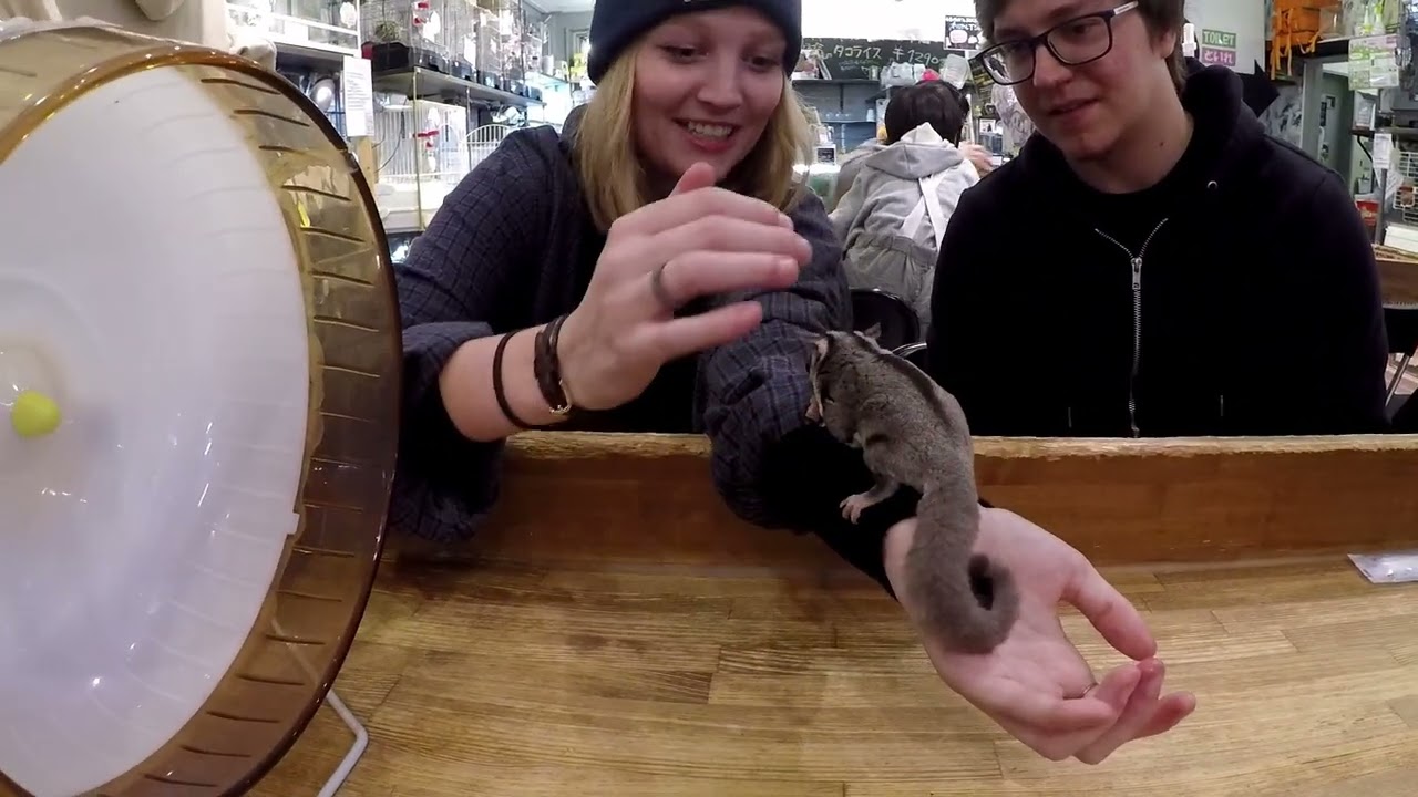 Compilation of December 2019 - January 2020 Japan Trip Footage