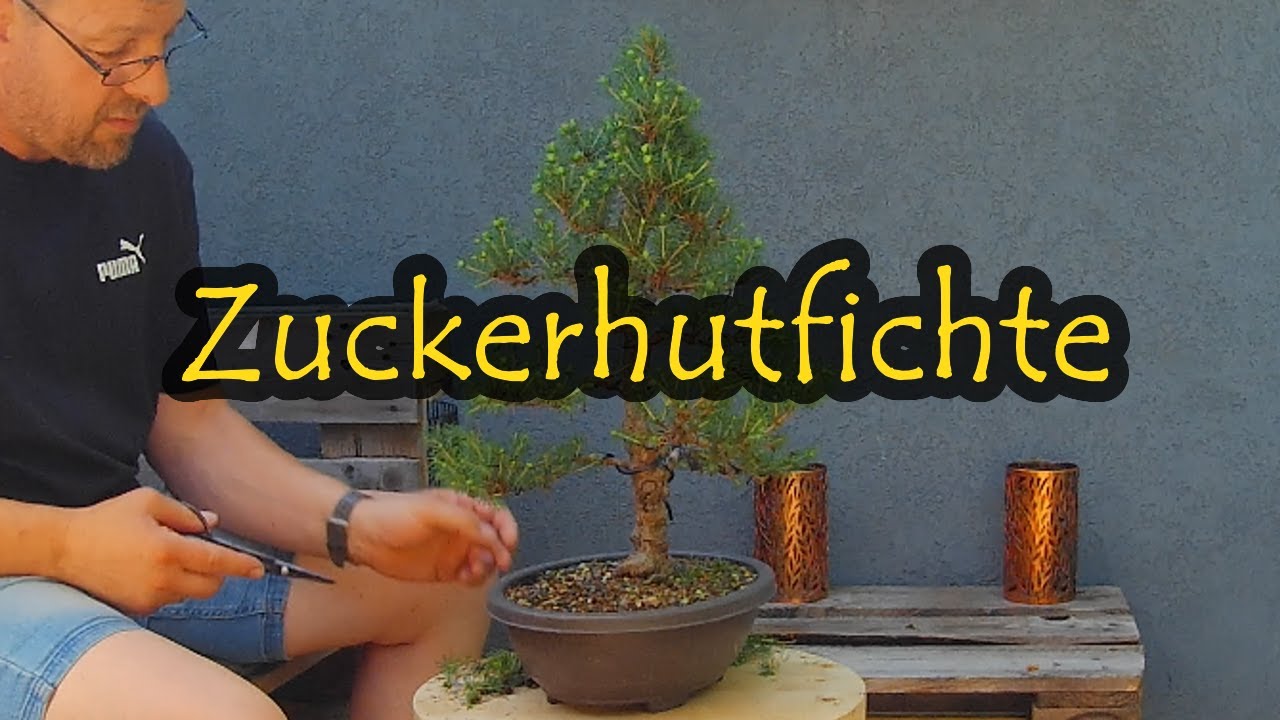Zuckerhutfichte  Picea Glauca