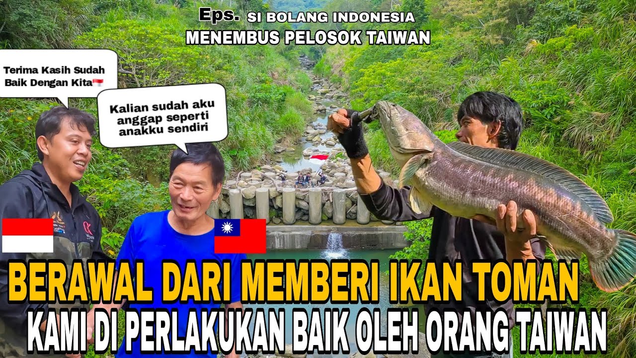 BERAWAL DARI MEMBERI IKAN TOMAN KAMI DI PERLAKUKAN BAIK OLEH ORANG TAIWAN