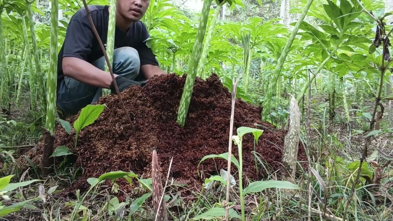 PEMUPUKAN,YANG TEPAT KOHE AYAM