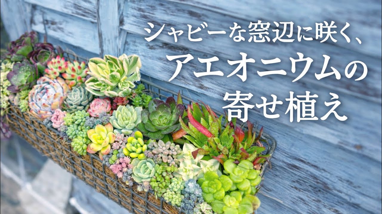 シャビーな窓辺に咲く、アエオニウムの寄せ植え😊