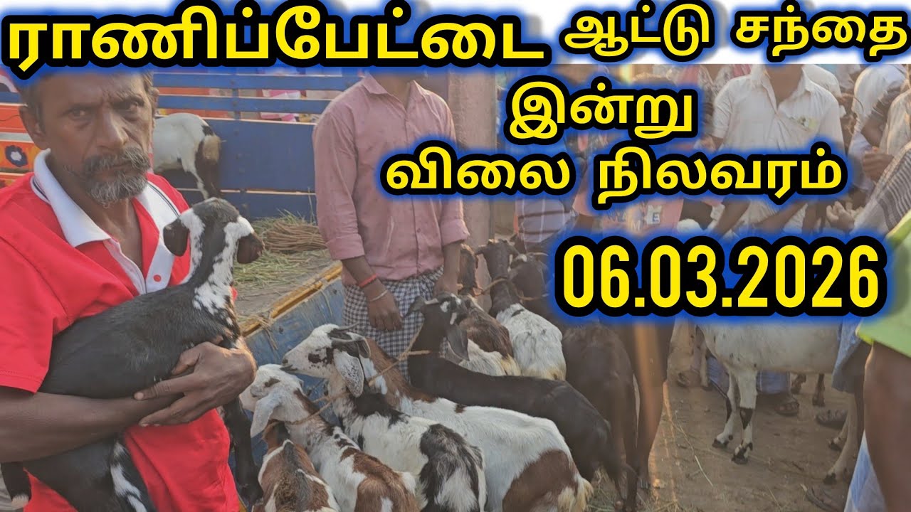 ராணிப்பேட்டை ஆட்டு சந்தை இன்று 06.03.2026 விலை நிலவரம் 