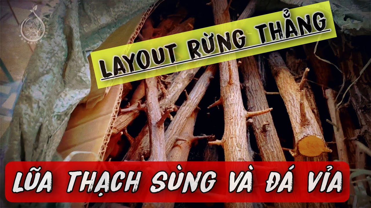 Rừng thẳng với lũa thạch sùng và đá vỉa | #Aquarium_Melody | Kênh chia sẻ kinh nghiệm setup bố cục