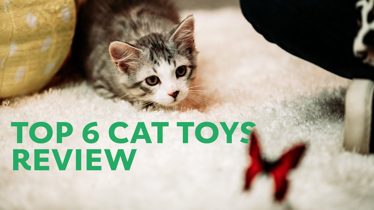 Best Cat Toys 2020: Expert Review of Top 6 Interactive Cat Toys | Rover