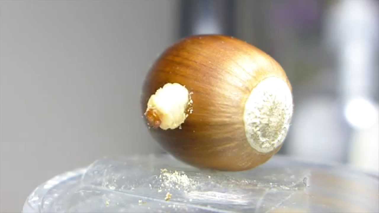 クリムシがドングリからニュルッと出てくる様子（Chestnut Weevil larvae escaping from acorn）