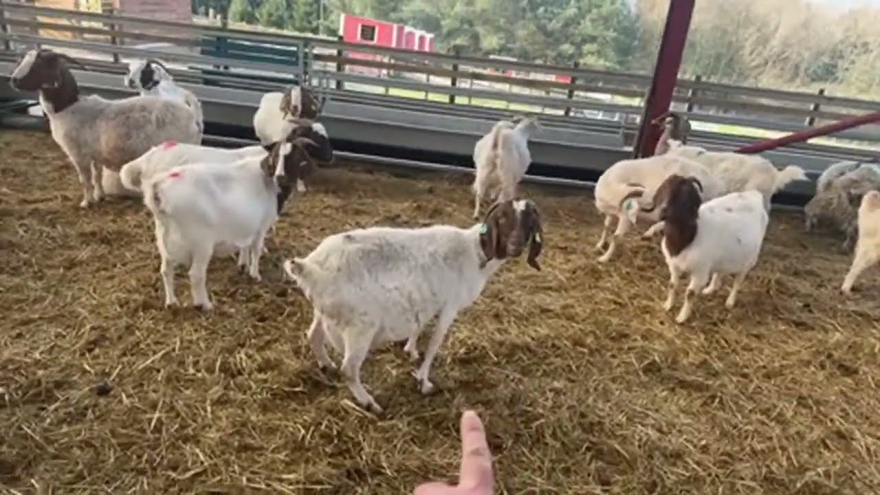 Live triple birth! They are lambing everywhere!