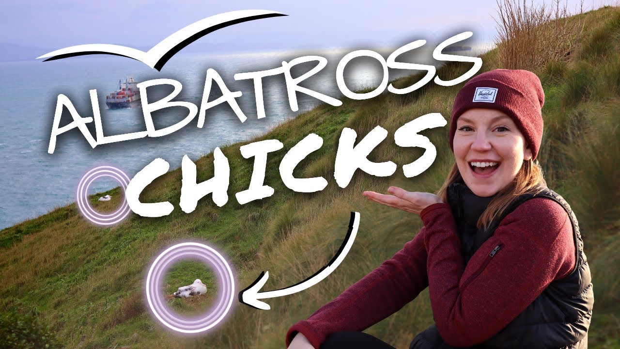 New Zealand vlog, exploring Dunedin & the Otago Peninsula (Albatross, beers and sightseeing!)