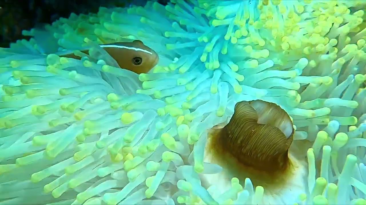 The Mystery of the Blue Zanzibar