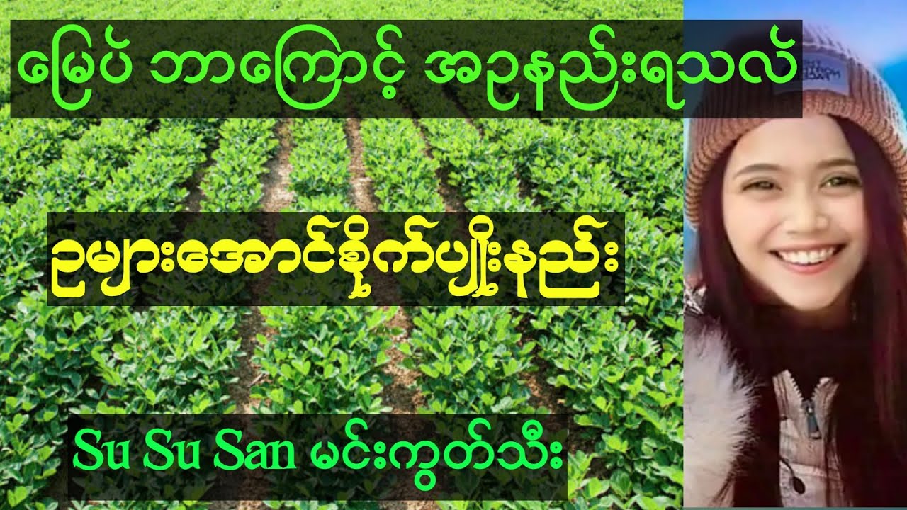 တောင်သူဦးကြီးများအတွက် ​မြေပဲဥများအောင်စိုက်ပျိုးနည်း #sususan
