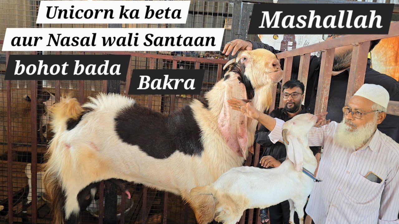 Pure Quality hyderabadi breeder bakra aur hyderabadi bakriya doodh ki bakri available in Hyderabad