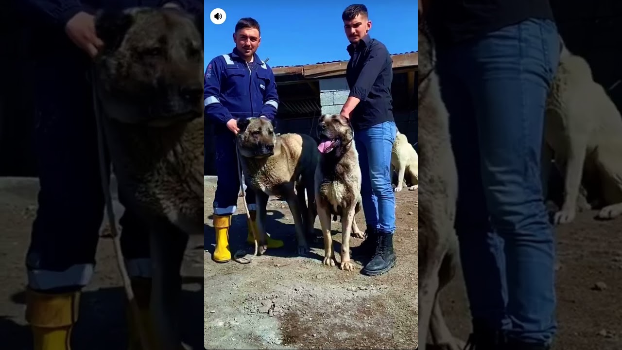 #kangal #k&ouml;pek #kangaldogs  #trkangal #kesfet #alabai #алабай #dog #pitbull #alabay #волкодав #wolf