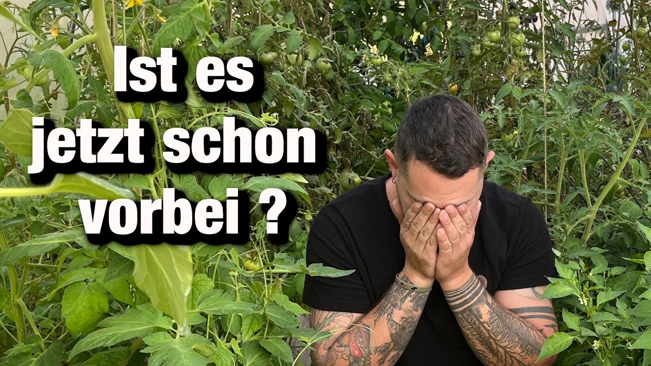 Kraut und Braunfäule bekämpfen, Tomaten behandeln, Hausmittel gegen Pilzerkrankung