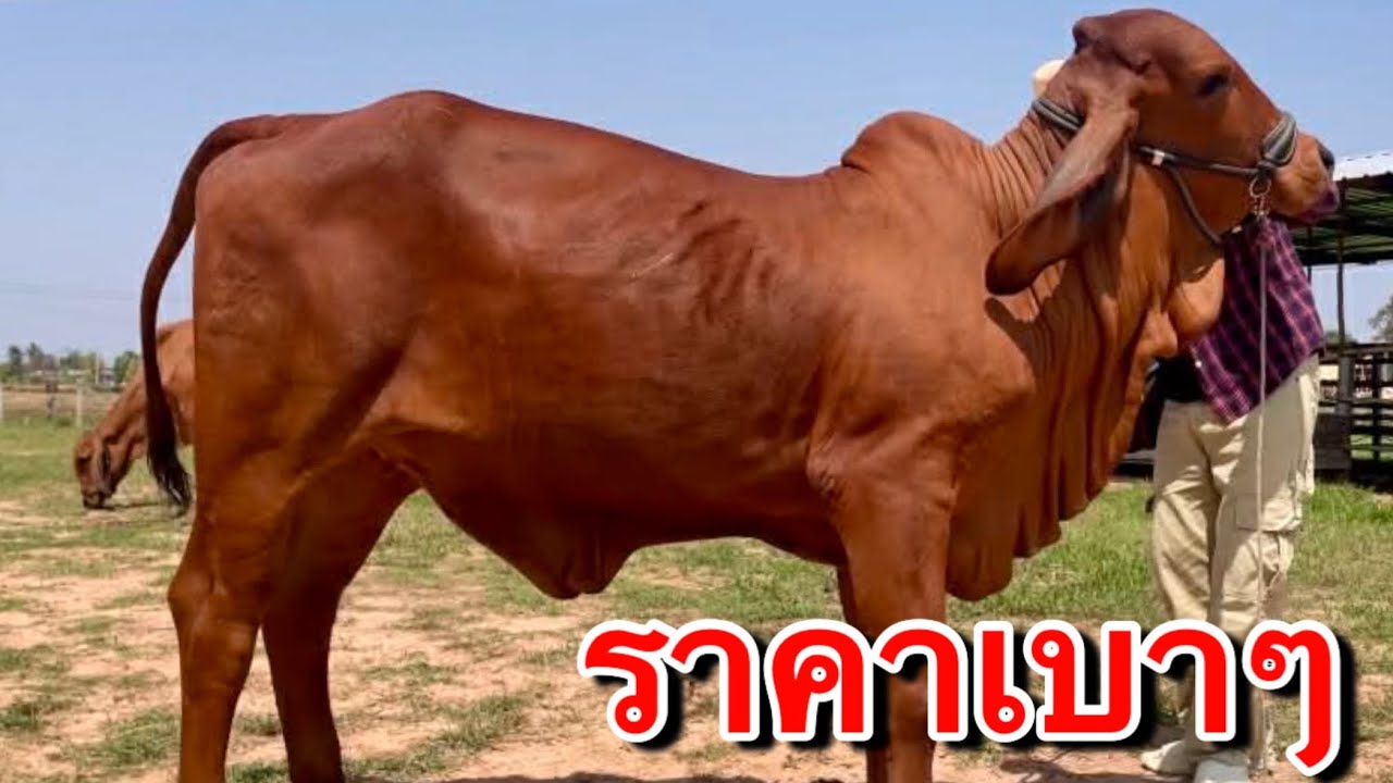 คุ้มมาก ราคานี้ หาที่ไหนไม่ได้แล้ว เปิดแบ่งยกคู่ ราคาหลักหมื่น โทรก่อน ได้ก่อน