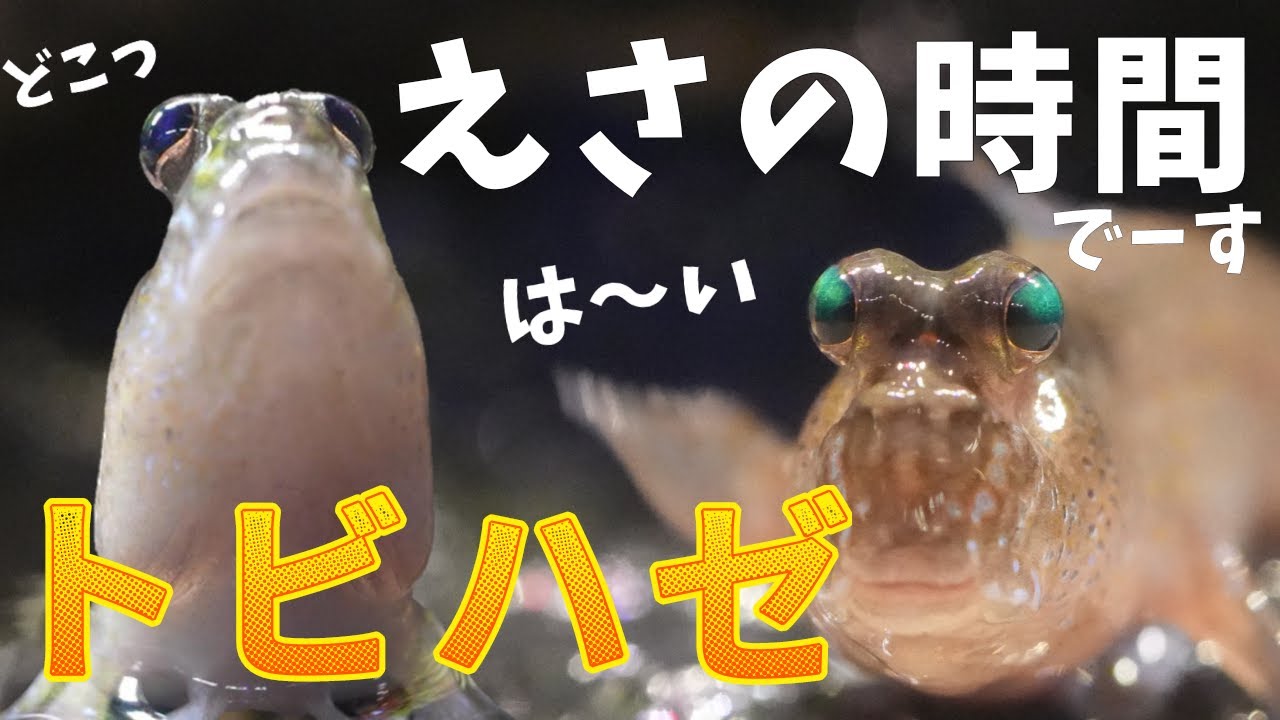 【トビハゼお迎えNo.2】餌の時間になったら跳んできたトビハゼ、既にトビハゼ水槽で暴れています