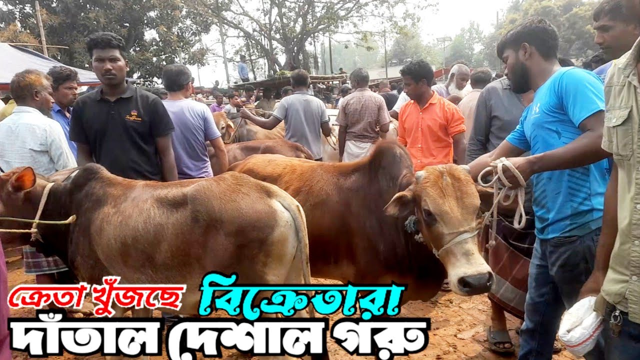 March 8, 2026 || @নীলফামারী হাটে কোরবানী টার্গেটের দাঁতাল ছোট গরুর বেচাকেনা নেই | Cow market