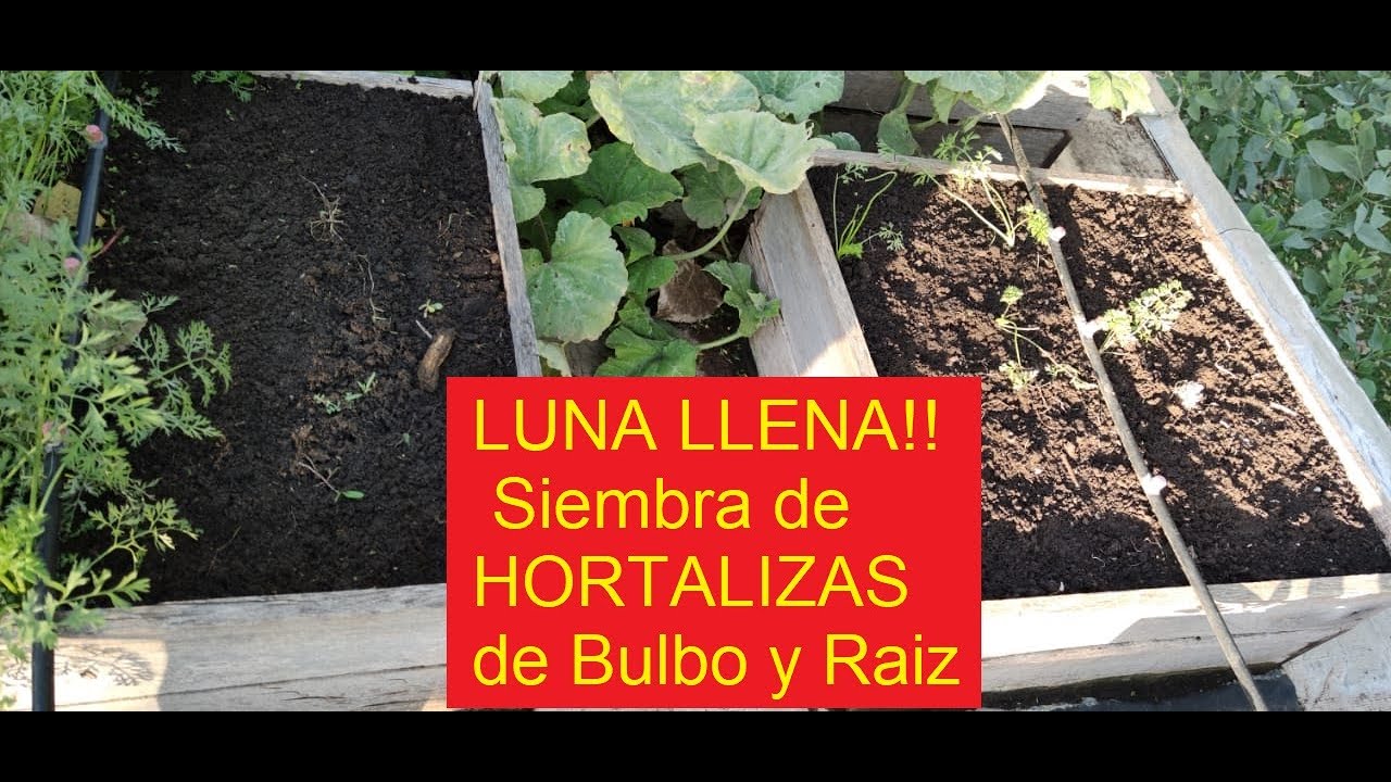 SIEMBRA DE AJO, ZANAHORIA, NABOS Y CEBOLLA