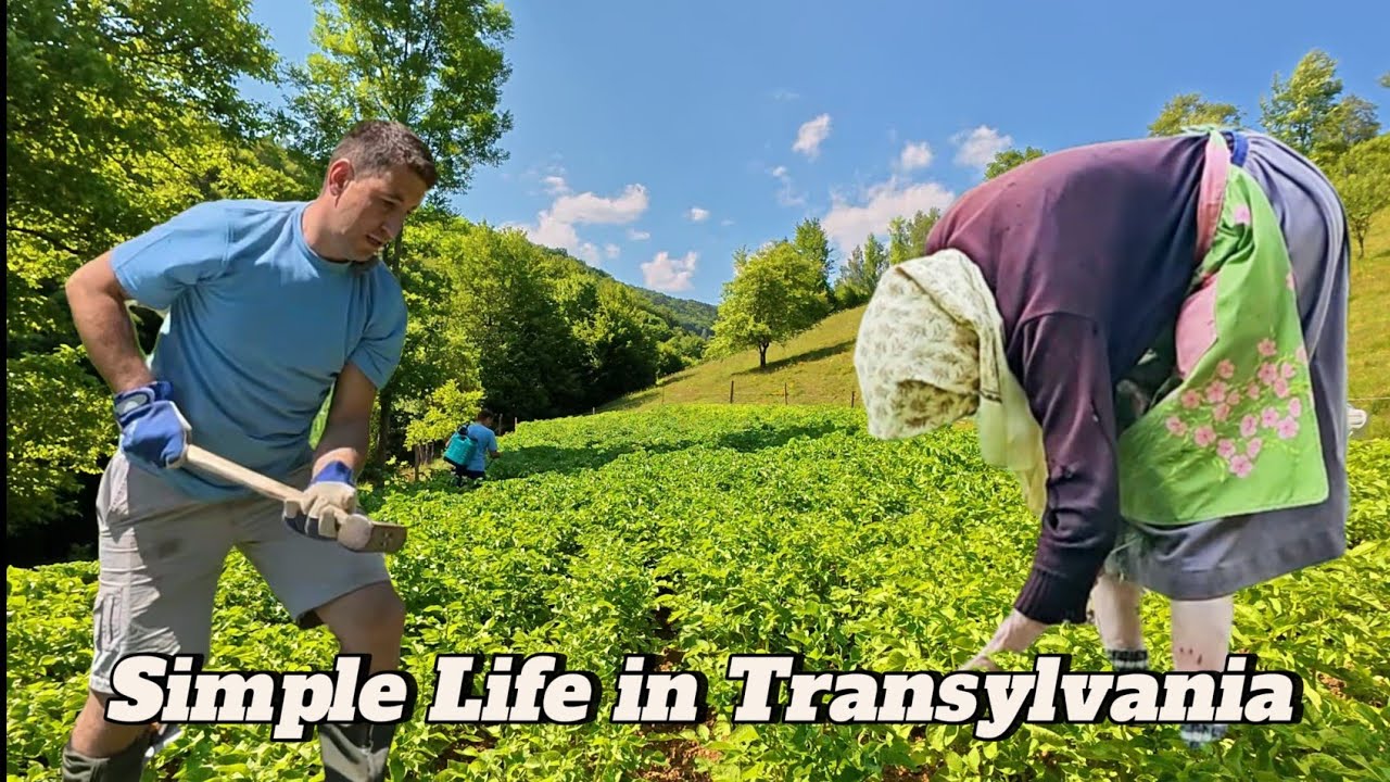 Simple Life in the Mountains | Traditional Gardening and Peaceful Living