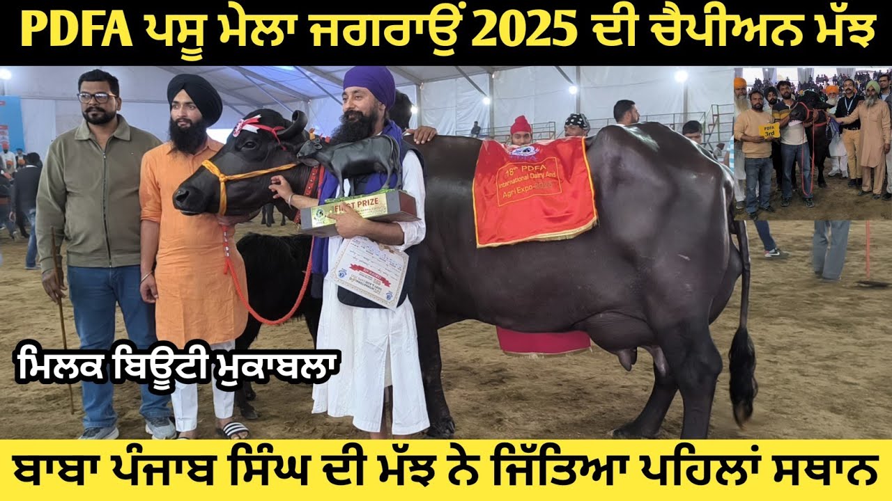 PDFA ਪਸੂ ਮੇਲਾ ਜਗਰਾਉਂ 2025 ਬਾਬਾ ਪੰਜਾਬ ਸਿੰਘ ਦੀ ਮੱਝ ਬਣੀ ਚੈਪੀਅਨ। ਮਿਲਕ ਬਿਊਟੀ ਮੁਕਾਬਲੇ ਵਿੱਚ।