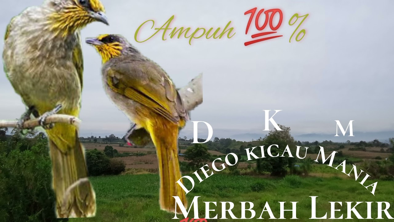 Suara Pikat Merbah Lekir Ampuh 💯% Merbah Kunyit Terbaru