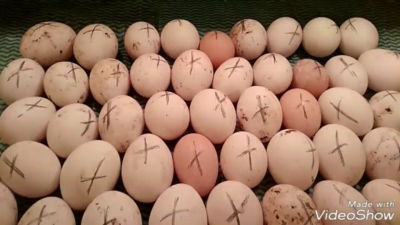 Инкубатор своими руками. Часть 2. Запуск инкубатора и подготовка яиц.