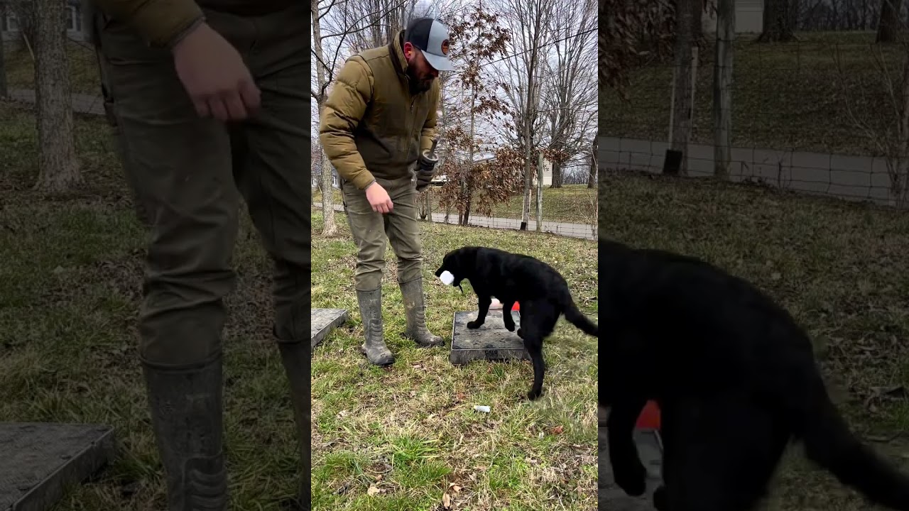 Pepper running some marks with the DT Systems launcher. Showing good patience and steadiness.
