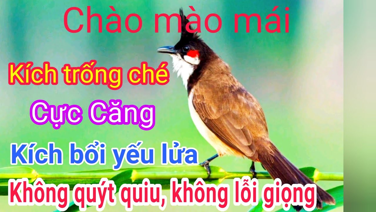  #chaomao Chào mào mái kích trống | Chào mào mái hót | Chào mào mái gọi bầy | chào mào mái gọi trống