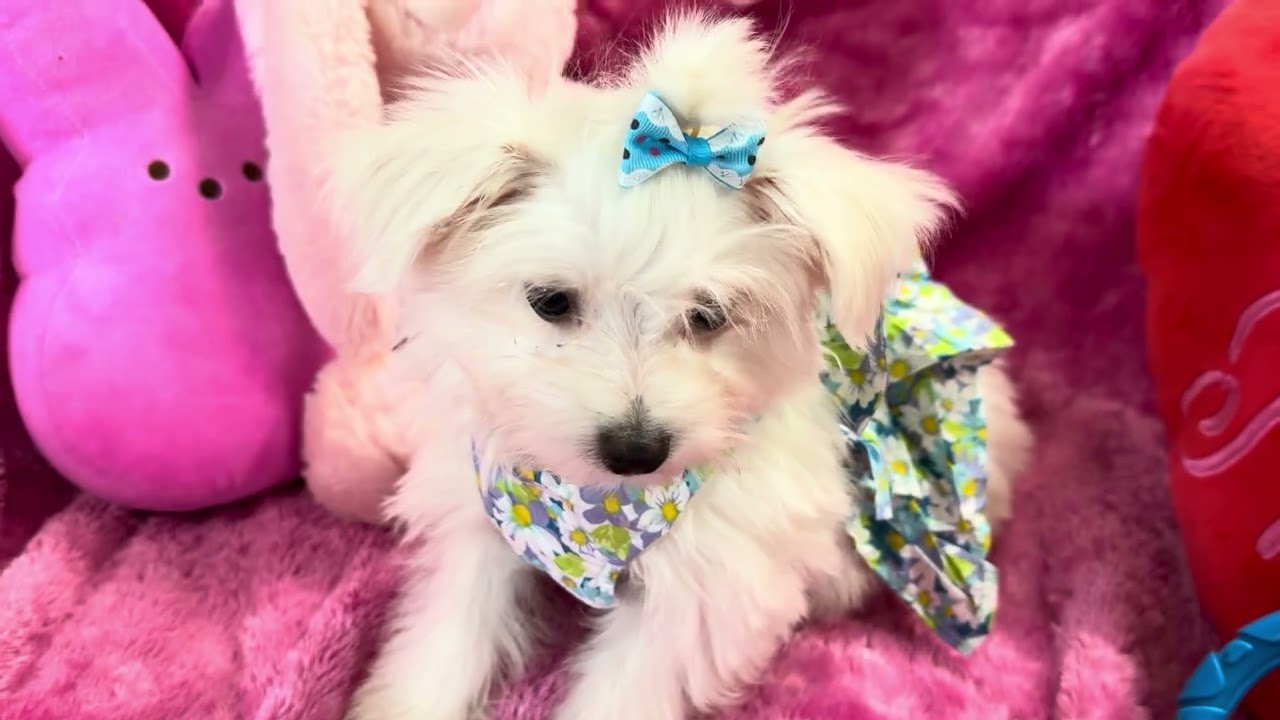Zoe F Maltese video 2-26-26