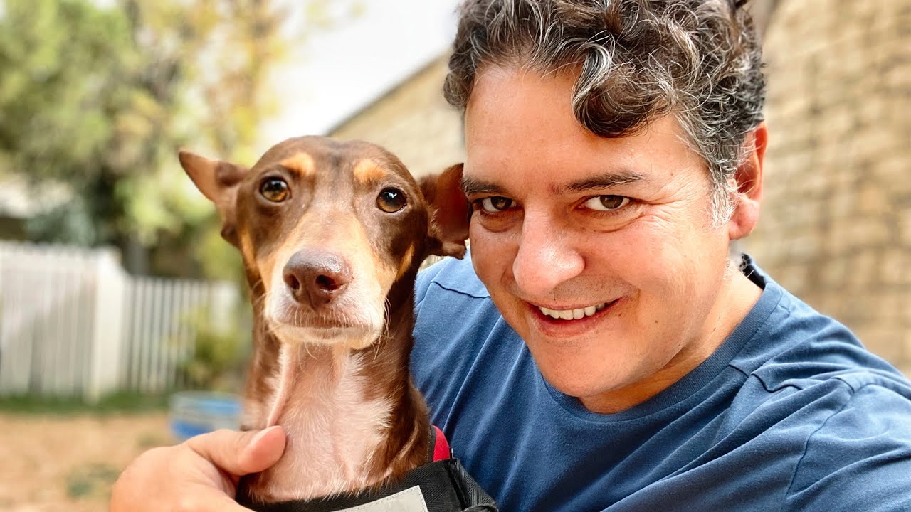 Incre&iacute;ble transformaci&oacute;n de perro obligado por su familia a vivir en la calle!
