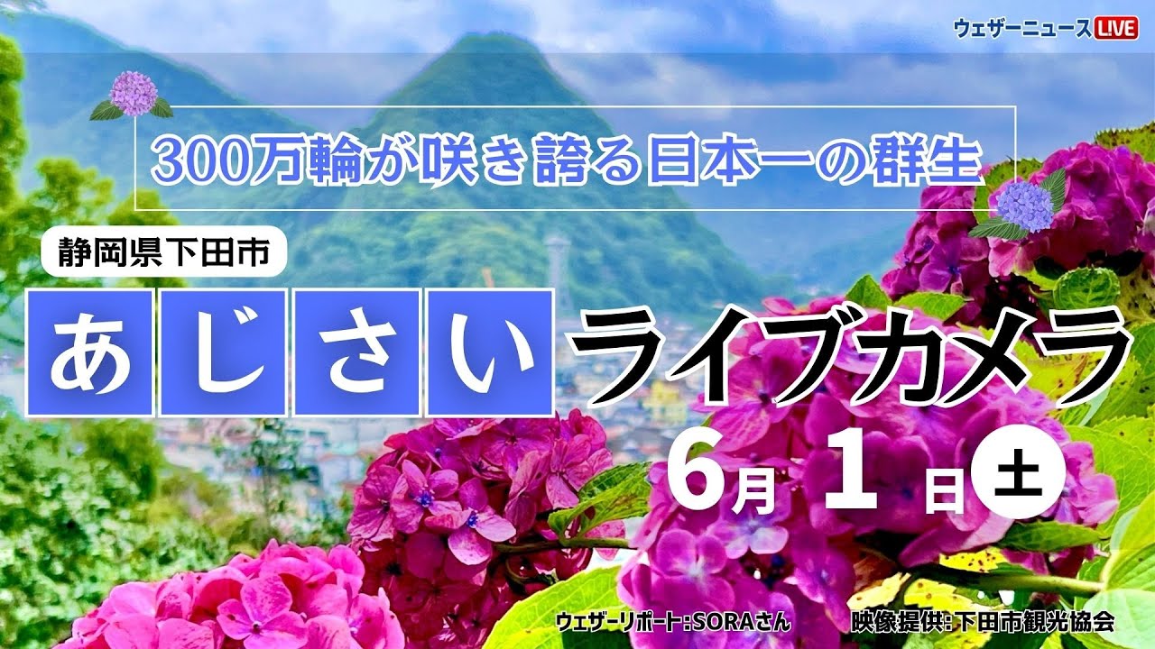 【LIVE】あじさいライブカメラ＠下田公園〜第53回伊豆下田温泉あじさい祭開催中〜 2024年6月1日(土) #あじさい #紫陽花