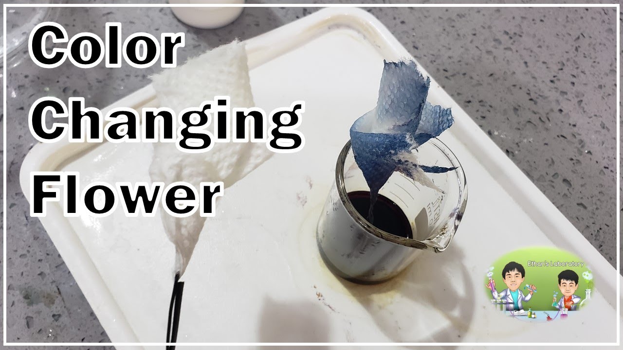 Color Changing Flower - Iodine vapor reaction