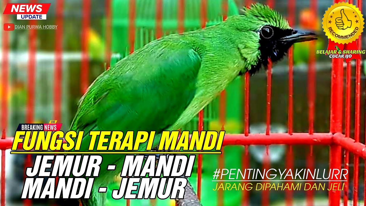 PAHAMI DAN JELI❗TERAPI CUCAK IJO MANDI -JEMUR ATAU JEMUR -MANDI FUNGSI TERAPI MANDI|| KICAUMANIA