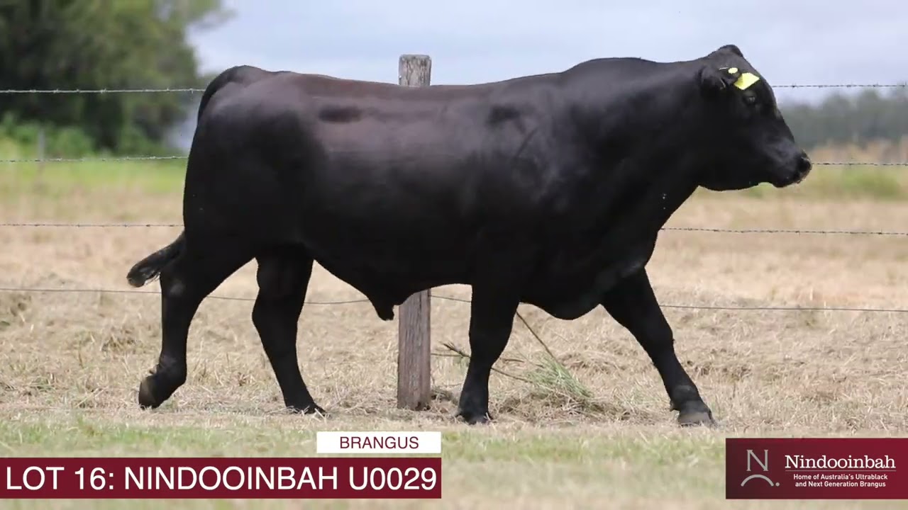 LOT 16: NINDOOINBAH 2025