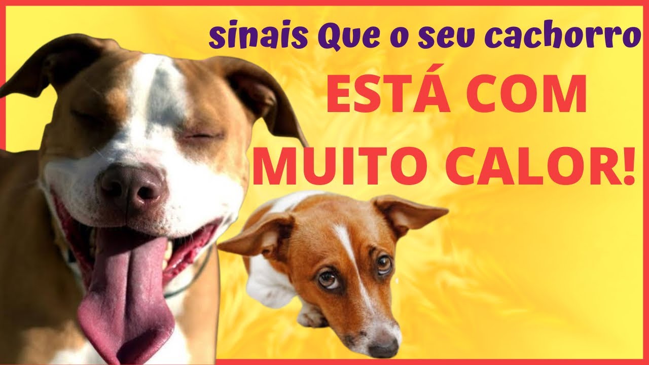 Sinais de que seu cachorro est&aacute; passando mal de calor! Cuidado: hipertermia &eacute; emerg&ecirc;ncia 🆘