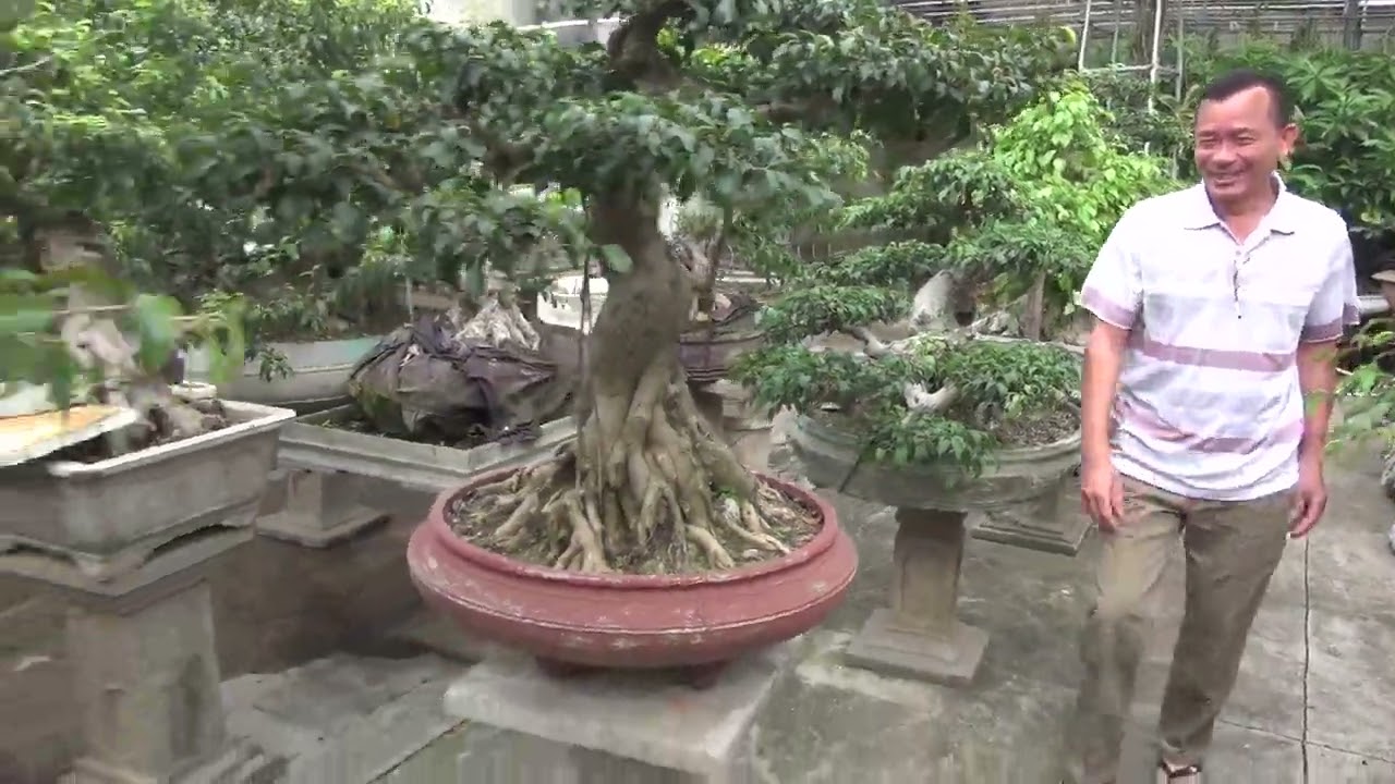 Bon sai cổ  thủy nguyễn tích giang 