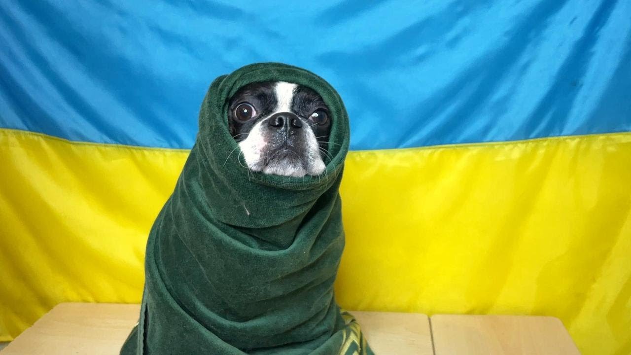 Care that the Boston Terrier likes, Grooming | Догляд, який подобається Бостон Тер'єру, Грумінг