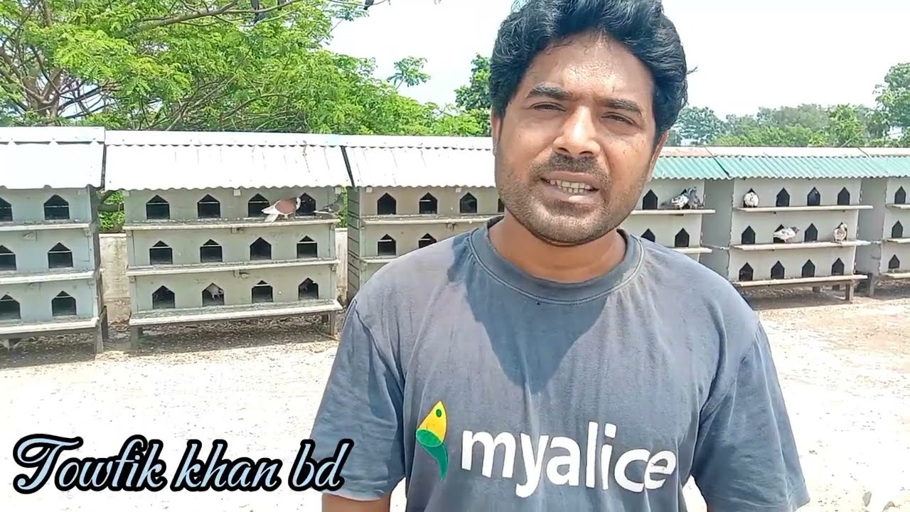 কত জোড়া কবুতর ডিম পাড়ছে এবং বাচ্চা দিছে
