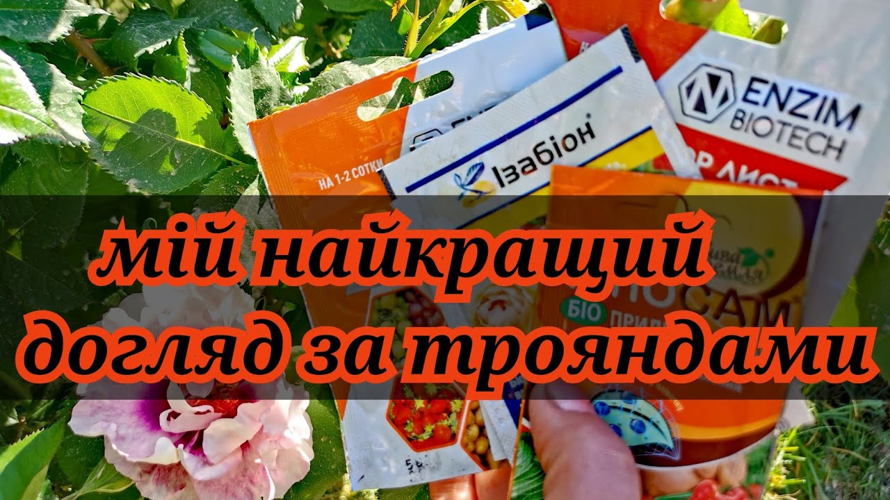 Обробка троянд біопрепаратами Viridin(Тріходермін)Фітодоктор лист(Сінна паличка) 🌹Я задоволена👍