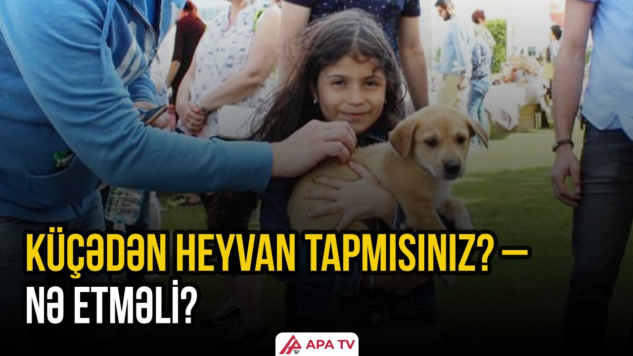 Tapdığınız heyvan hansı hallarda sizin ola bilər? | APA TV