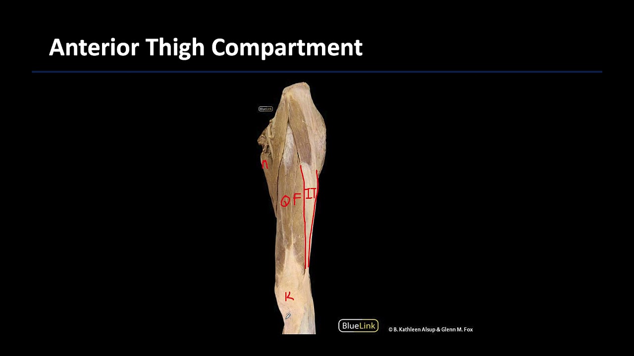 Lower Limb Muscle Compartments - M1 DIssection Supplements