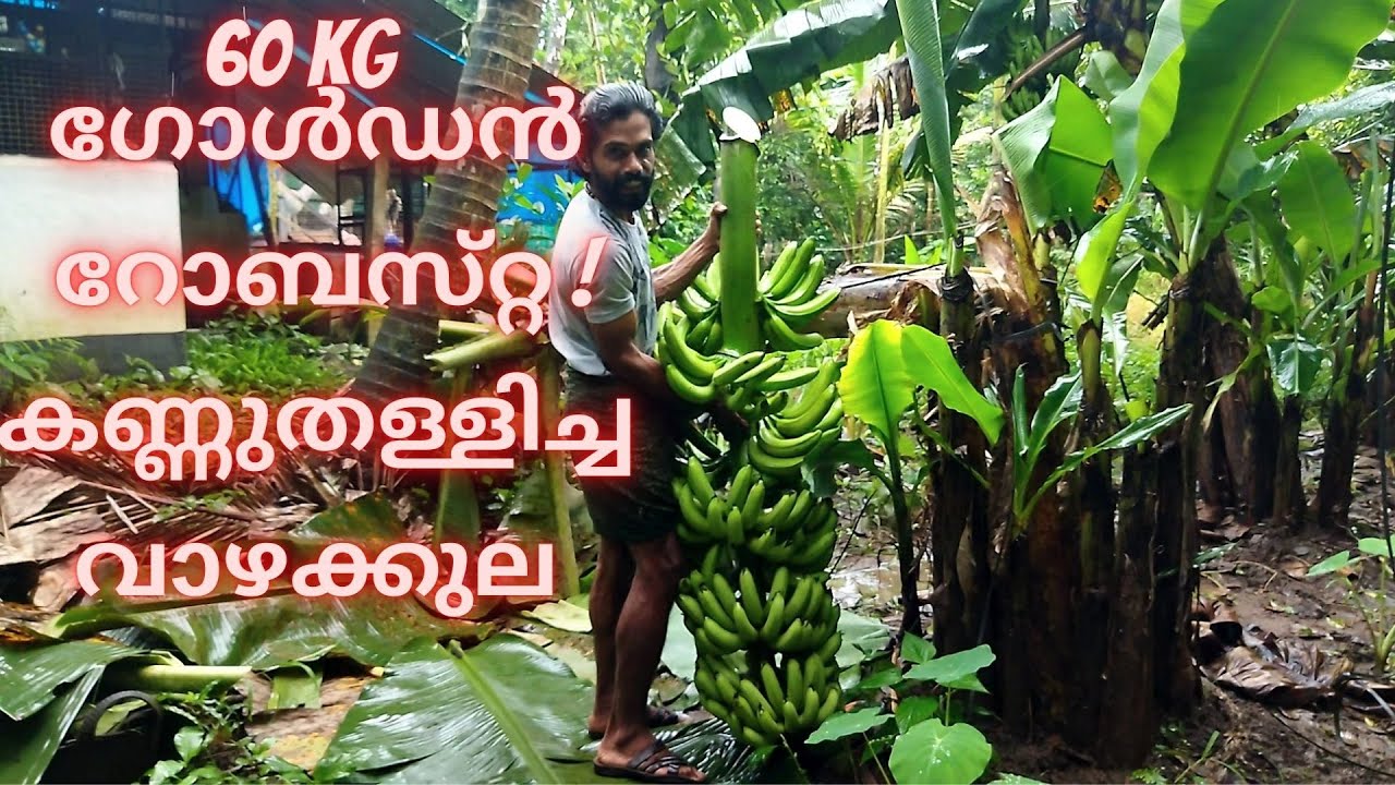 60 KG  ഗോൾഡൻ റോബസ്‌റ്റ ! കണ്ണുതള്ളിച്ച വാഴക്കുല
